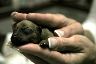 smallest puppy in the litter