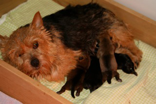 Early Care of the Puppies