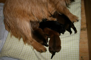Early Care of the Puppies