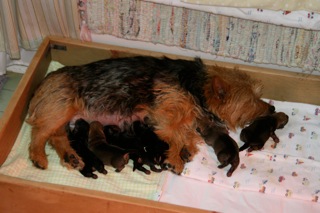Early Care of the Puppies