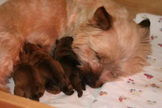 Early Care of the Puppies