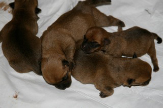 Preemie Puppies