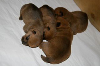 Preemie Puppies