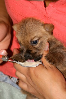 Preemie Puppies