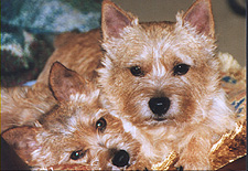 Buddies