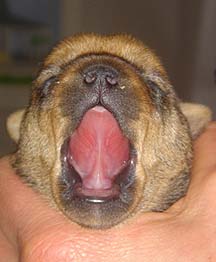 Early Care of the Puppies