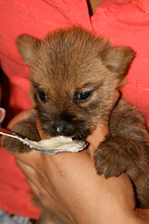 Early Care of the Puppies