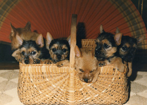 Early Care of the Puppies