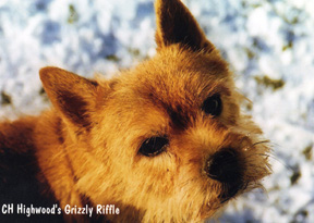Grizzly Riffle
