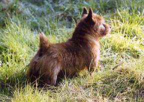 Grizzly Riffle