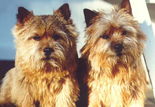 Grooming Tips