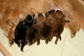 Early Care of the Puppies