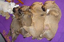 Early Care of the Puppies