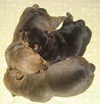 Early Care of the Puppies