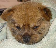 Early Care of the Puppies
