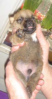 Early Care of the Puppies
