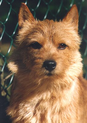 GCH. Highwood's Whirling Dun - Robi