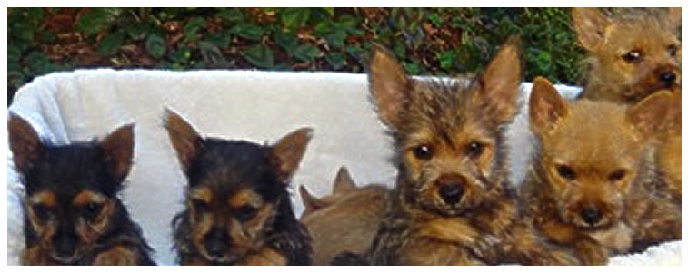 8-8-2012 Norwich Terrier Group Shot of Dogs