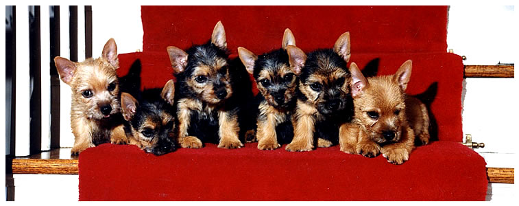 Norfolk Terrier Puppies