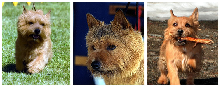 Norwich Terrier Breeders