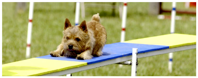 Norwich Terrier