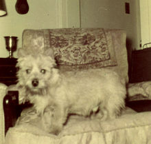 Puppy