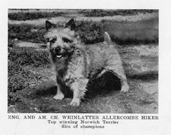 Highwood Norwich Terrier